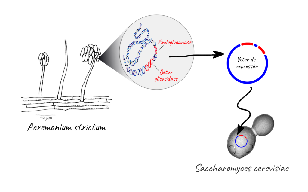 Desenho mostra modificação genética com o uso de vetores para superexpressar as enzimas dentro da estrutura da levedura
