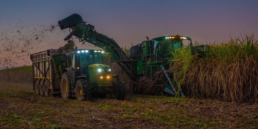 Em ambiente de plantação, cana de açúcar é cortada por máquina colhedora e lançada em caminhão de transporte.