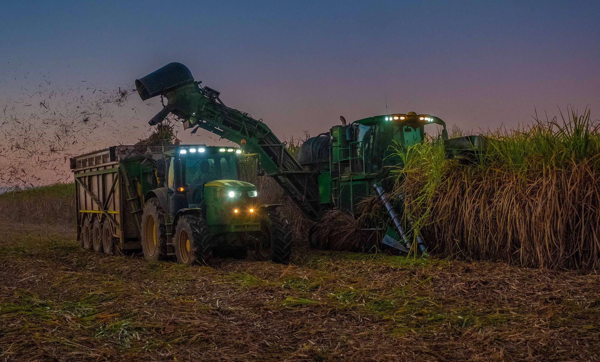Em ambiente de plantação, cana de açúcar é cortada por máquina colhedora e lançada em caminhão de transporte.