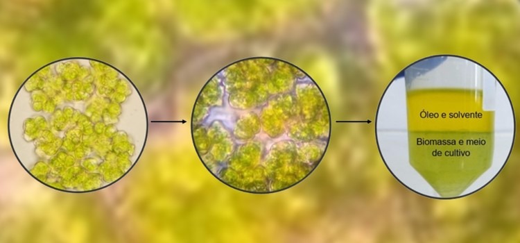 Imagem mostra em três etapas o cultivo e extração de hidrocarbonetos da microalga Botryococcus terribilis . No terceiro quadro é mostrado o resultado final de óleo e biomassa. Fim da descrição.