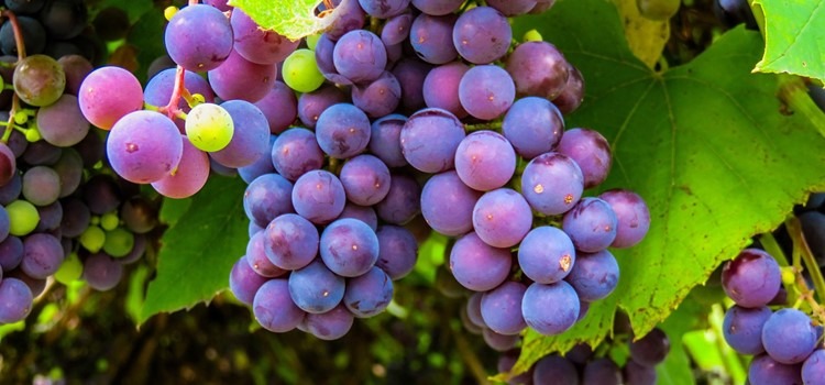 Foto de cachos de uva Niágara rosada. Fim da descrição.