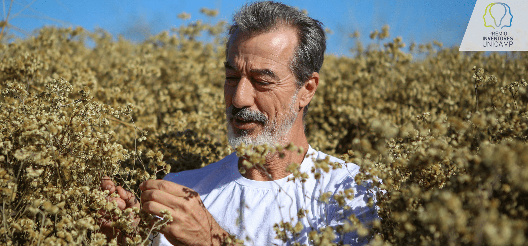 O pesquisador Ilio Montanari Junior, um homem branco de meia idade, com barba e cabelos grisalhos está em meio a um campo de flores amarelas e miúdas. Fim da descrição.